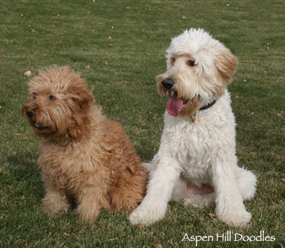 spotted goldendoodle