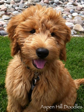 goldendoodle bred with poodle