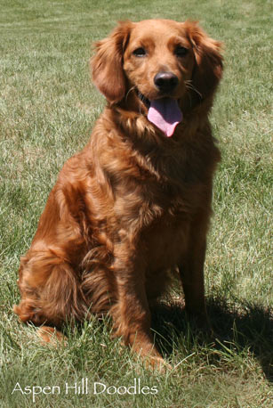 f1 goldendoodle and golden retriever