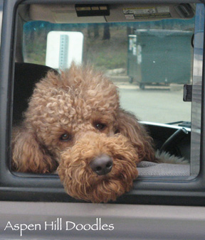 Bentley In Truck