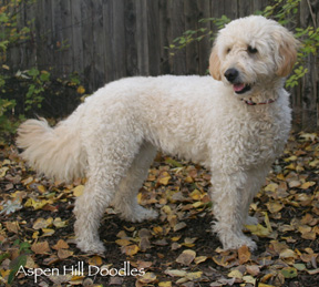 Gracie Short Coat