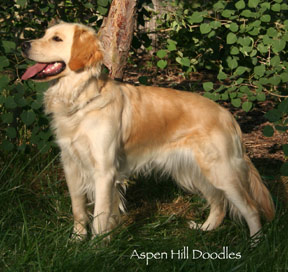 Hallie