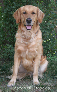 Maggie sit