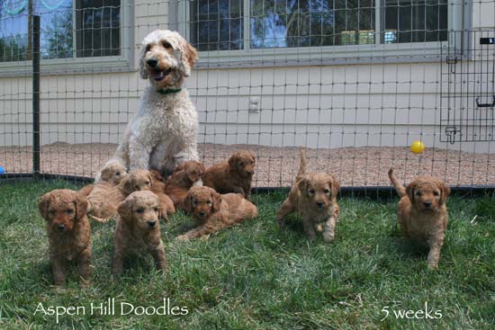 Bindi's litter