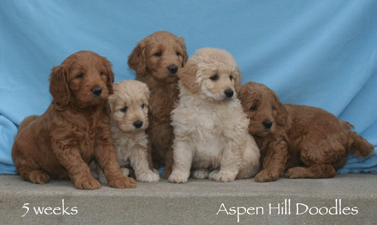 Granby in her litter