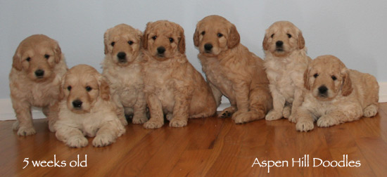5 week old goldendoodle puppies 2025