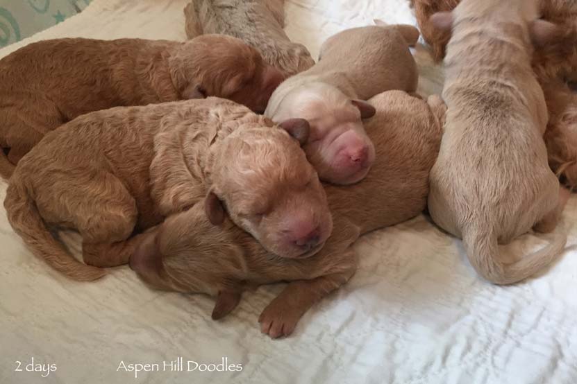 rio pups