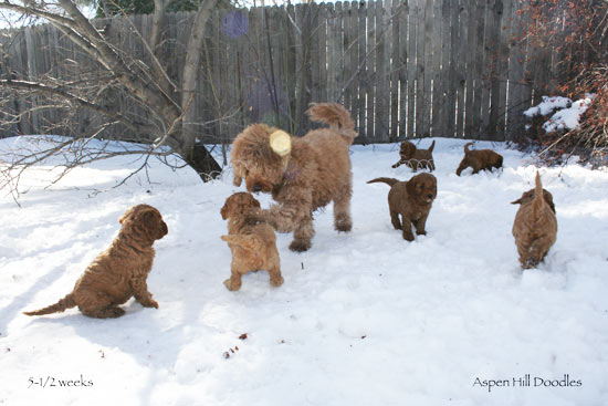 rusty litter